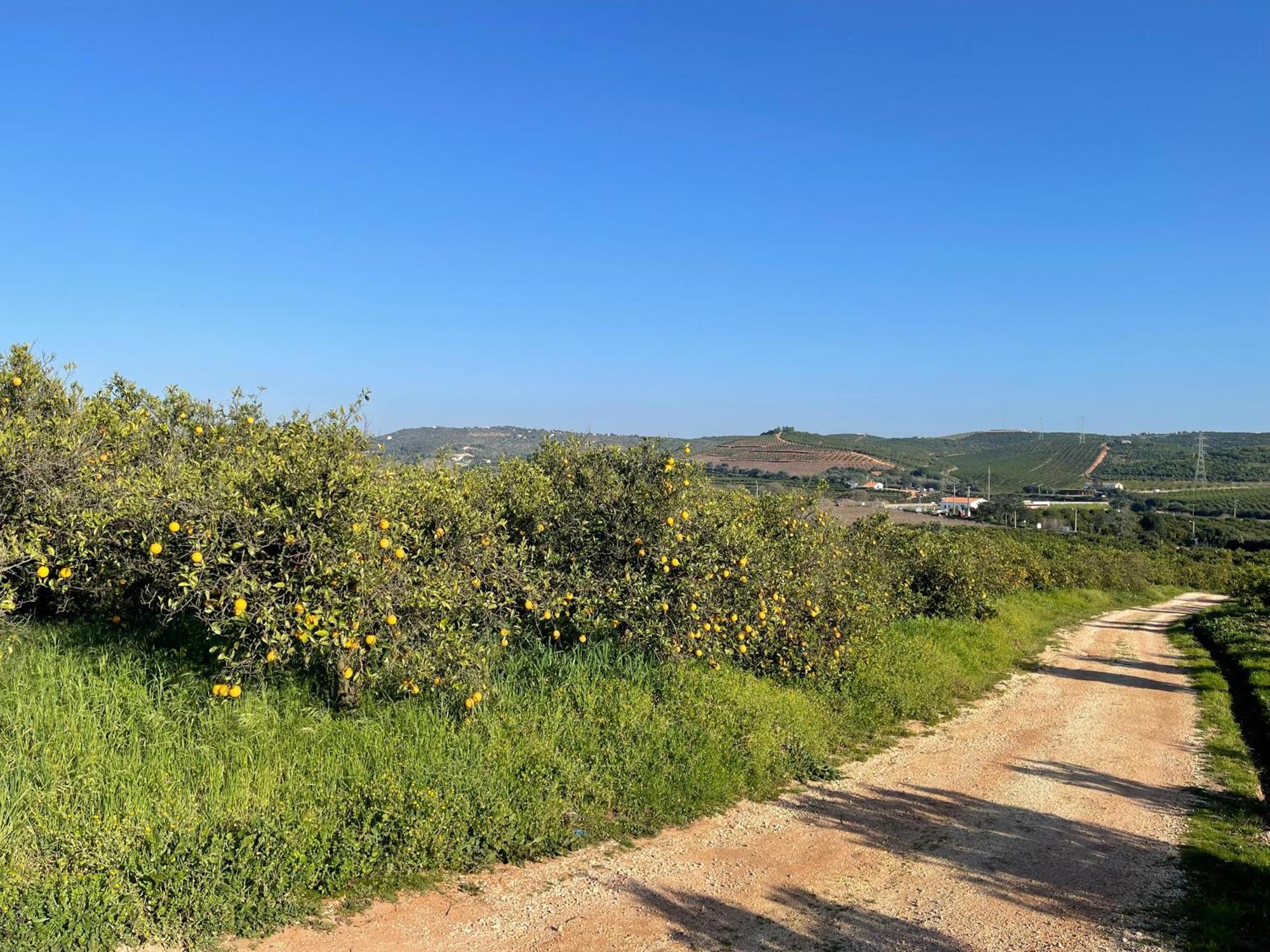 Orange Grove Residence Silves Exterior foto